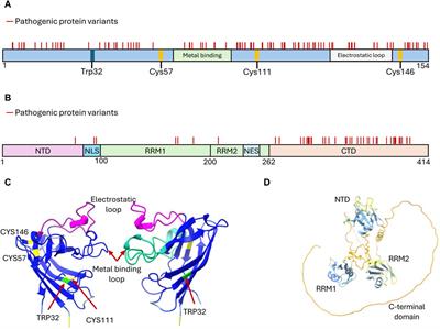 Protein aggregation and therapeutic strategies in SOD1- and TDP-43- linked ALS